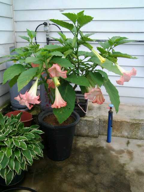 분홍천사의 나팔 감상하세요 이미지