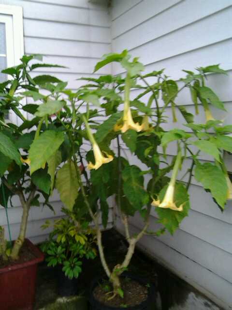 노랑꽃 천사의 나팔 이미지