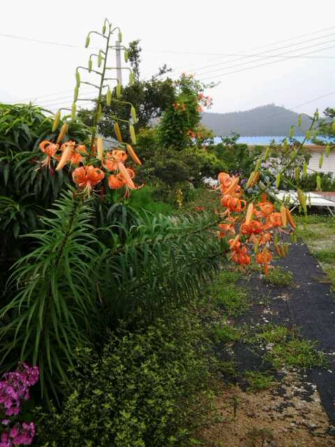 호랑 산 나리꽃 이미지