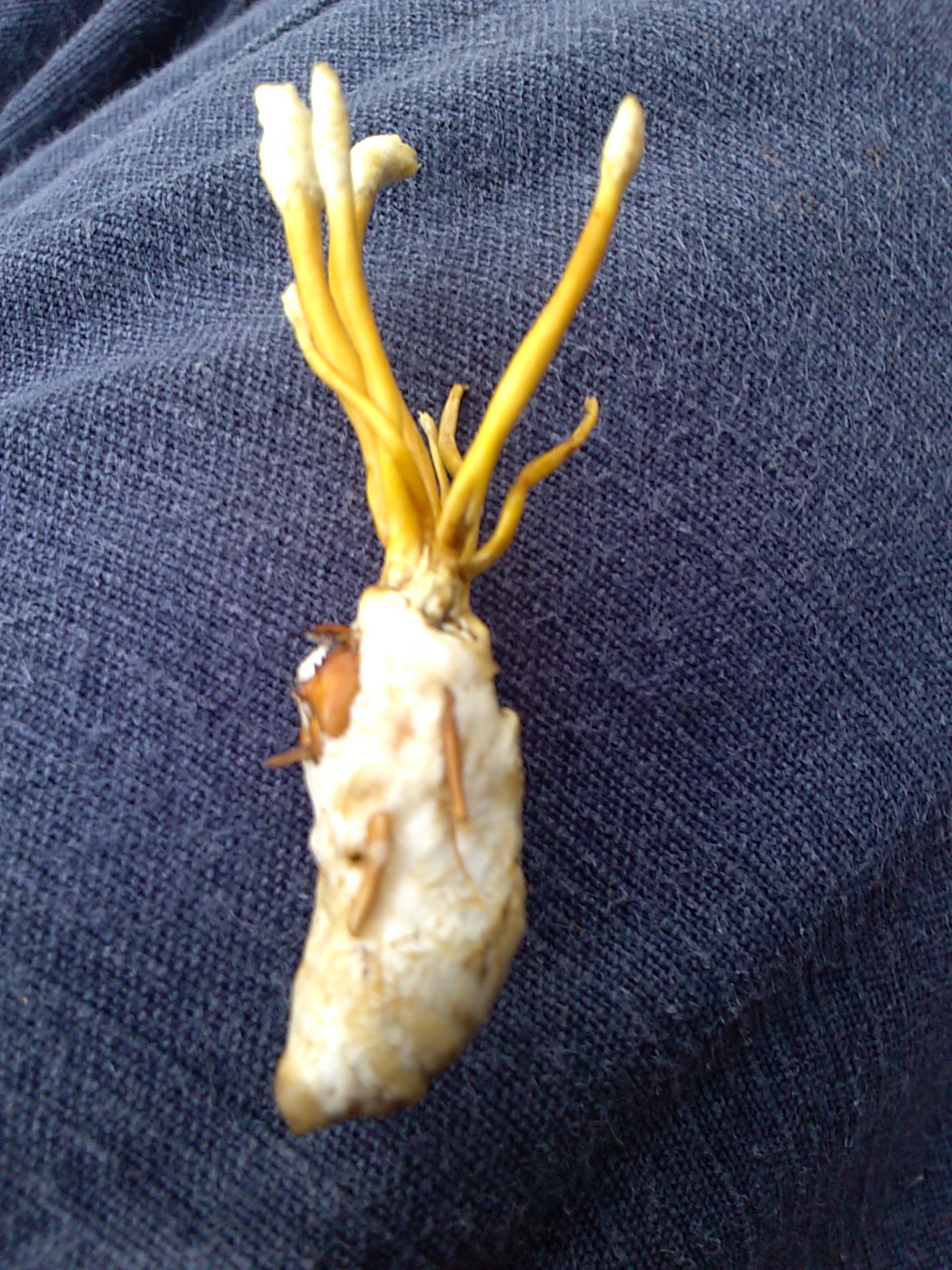 동충하초 이미지