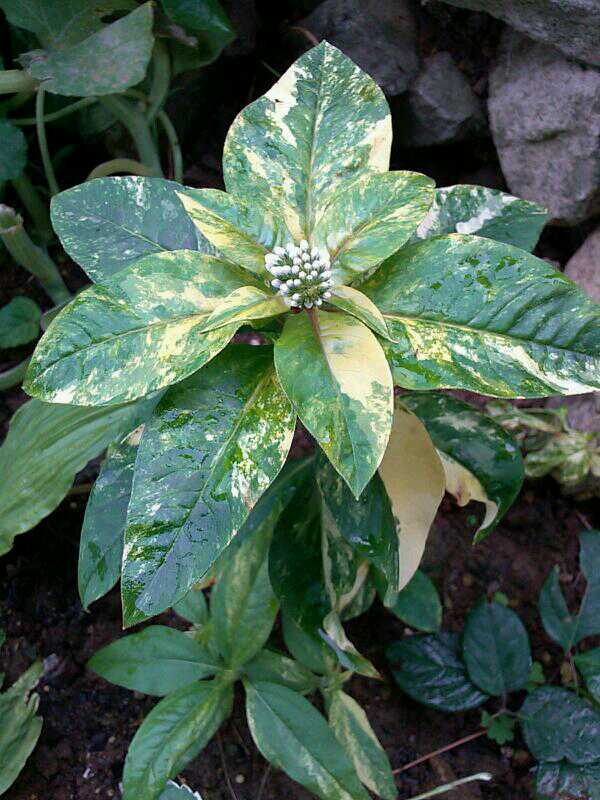 까치수염 무늬종 이미지