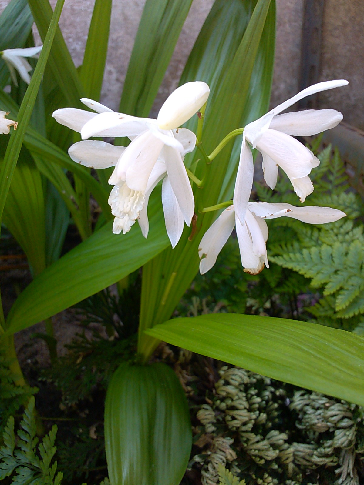 자란 흰꽃 이미지