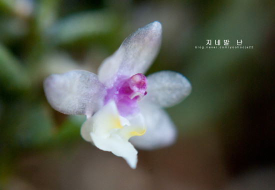 지네발난 이미지