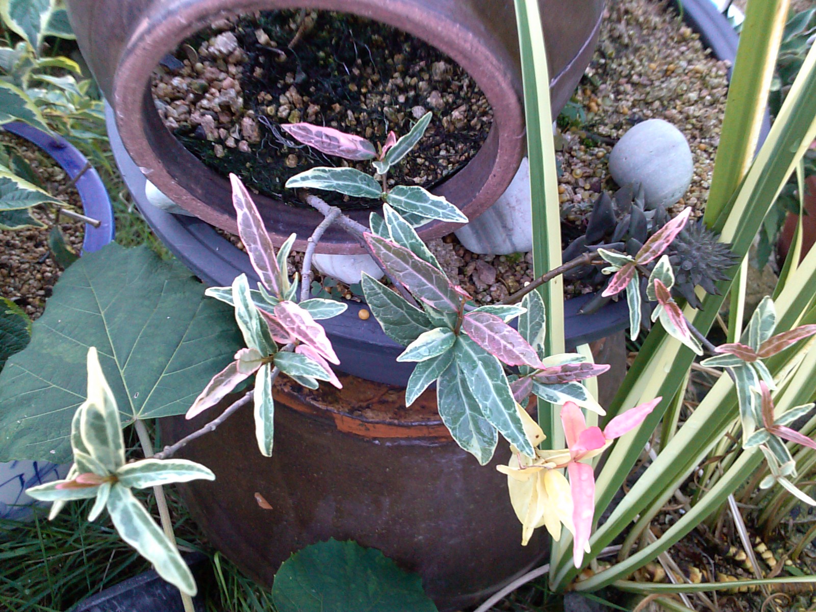 진도 창마삭 이미지