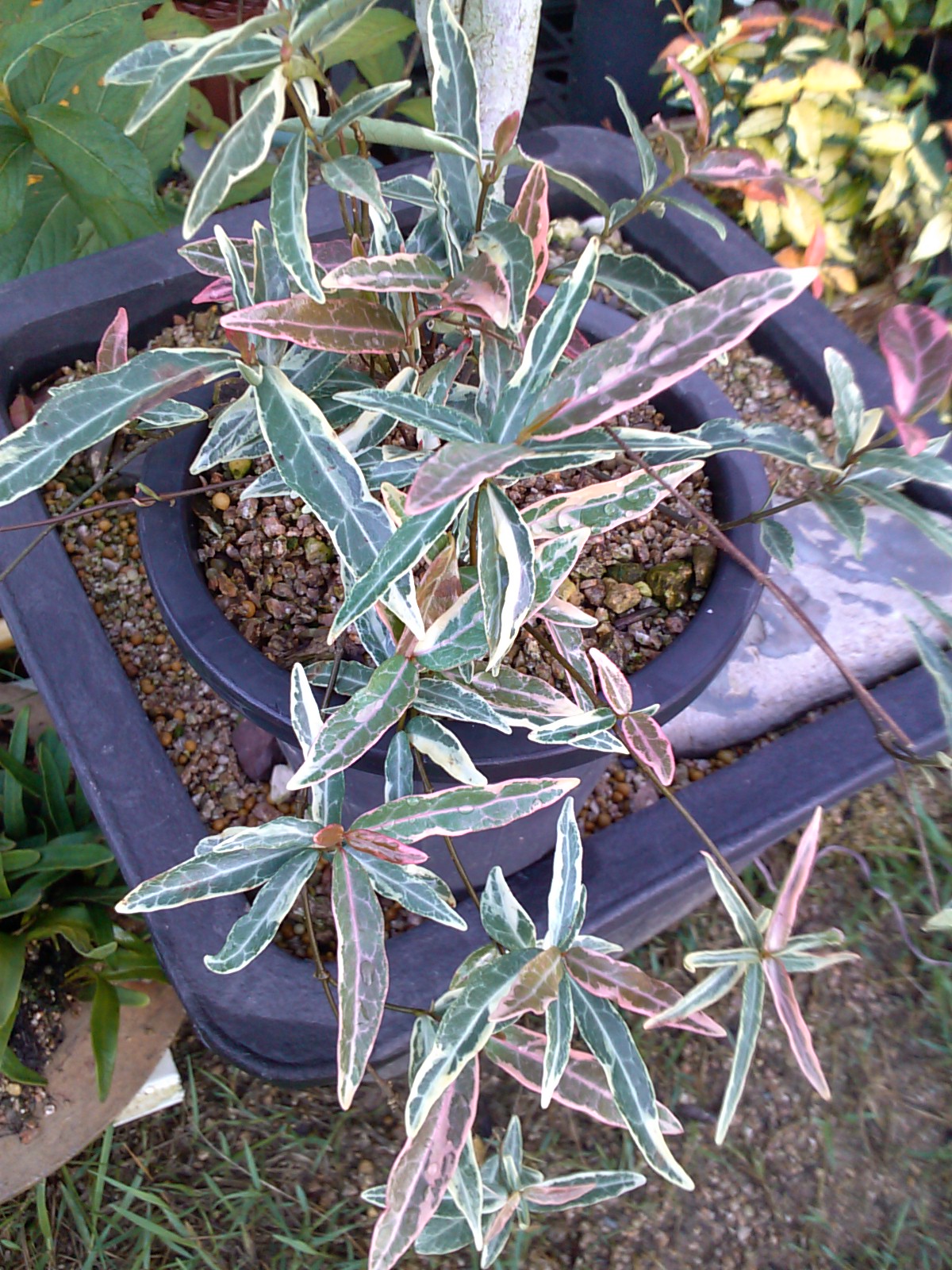 진도창마삭 이미지