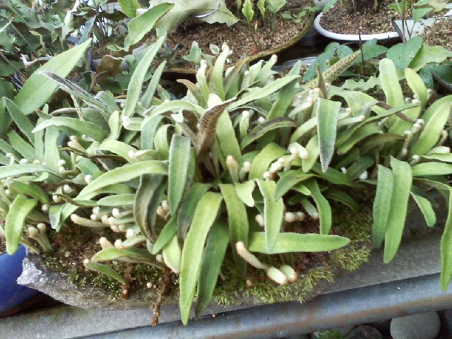 우단일엽초 이미지