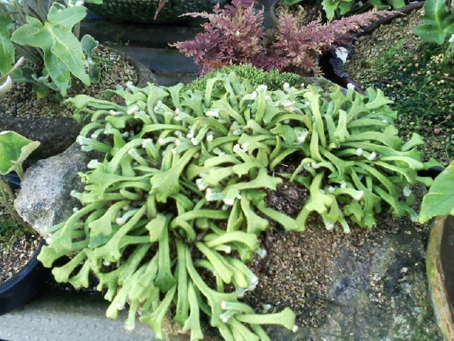 우단일엽초(사자머리) 이미지