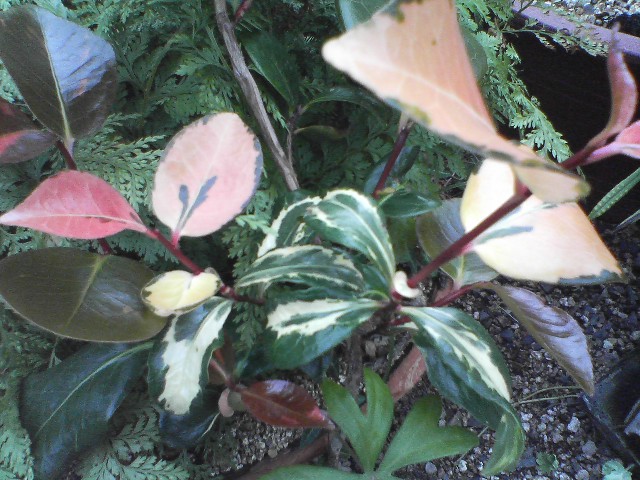 동백무늬종 이미지