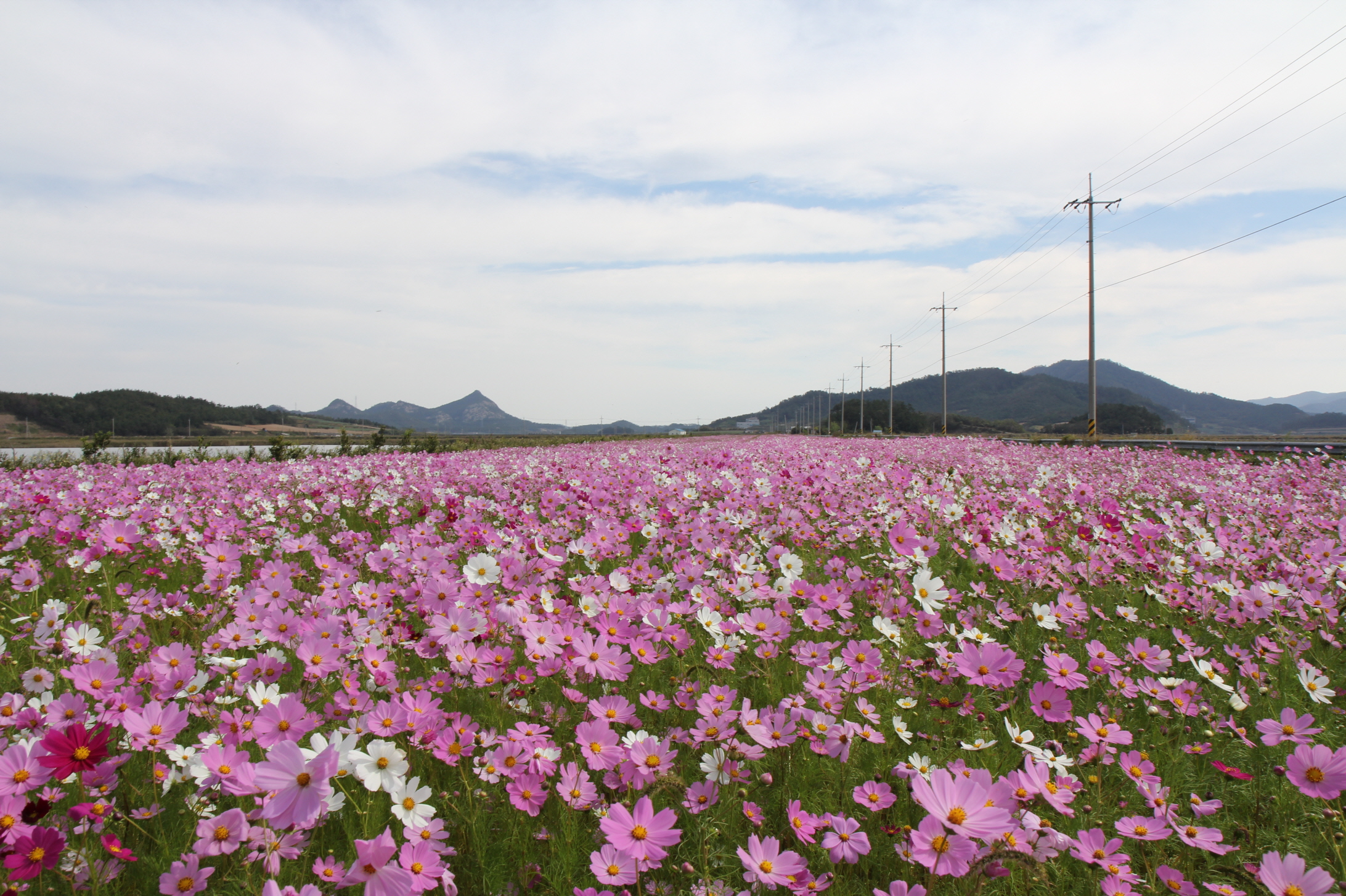 전두뚝방 코스모스길로 가족과 함께 구경오세요^^ 이미지