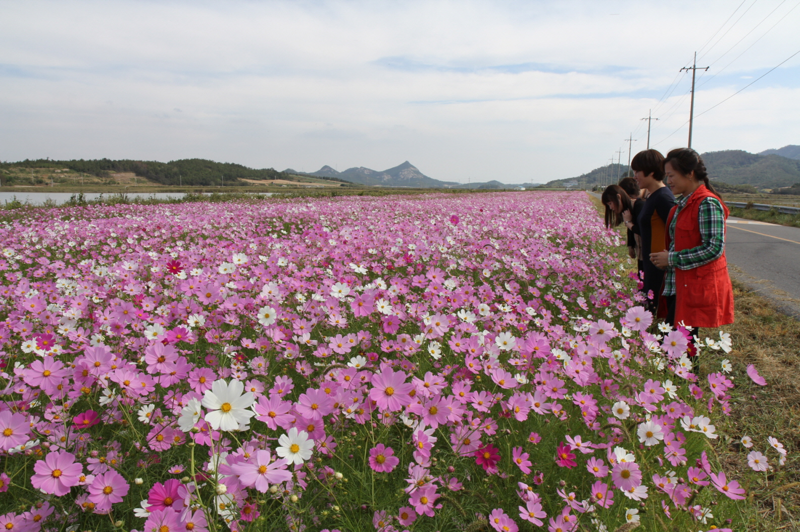 전두뚝방 코스모스길로 가족과 함께 구경오세요^^ 첨부#4