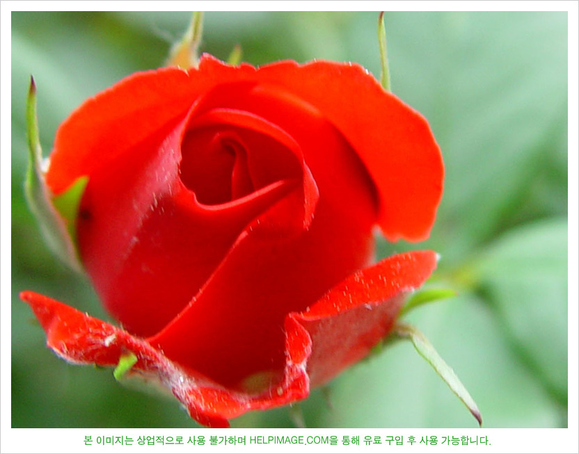 넘 예쁘죠! 이미지