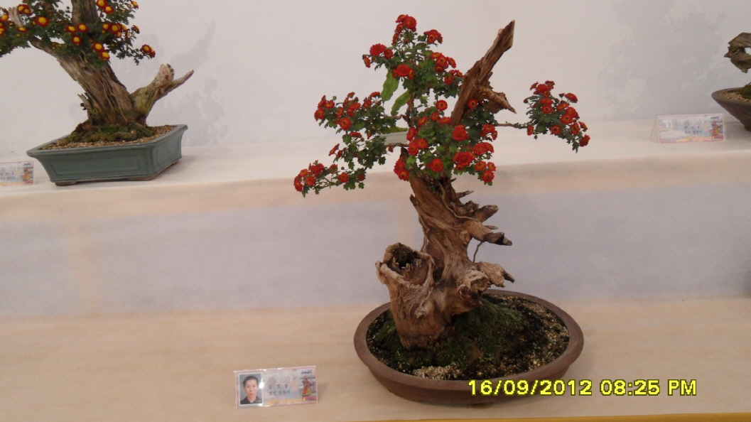 진도군 국화 축제 첨부#3