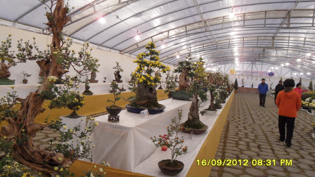 진도군 국화 축제 첨부#4