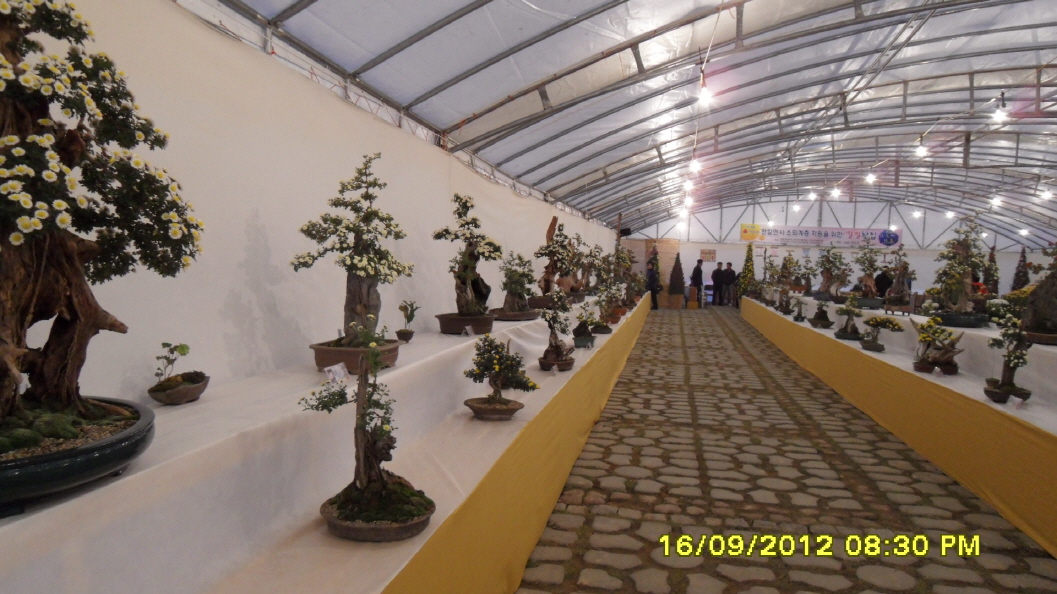 진도군 국화 축제 첨부#5