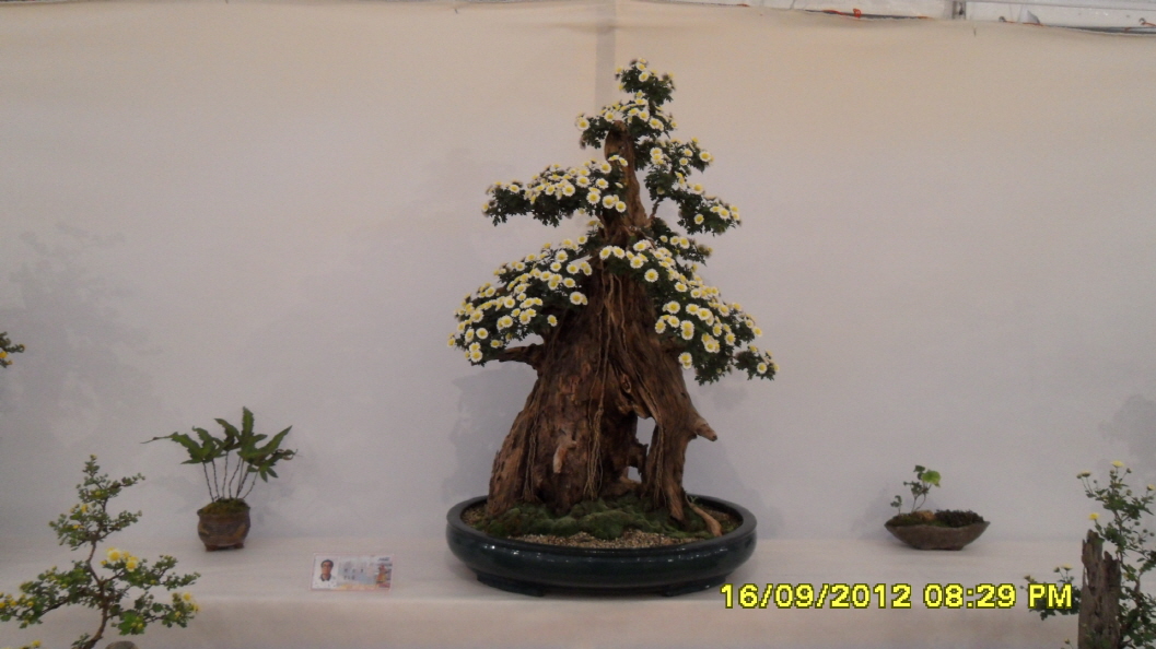 진도군 국화 축제 첨부#6