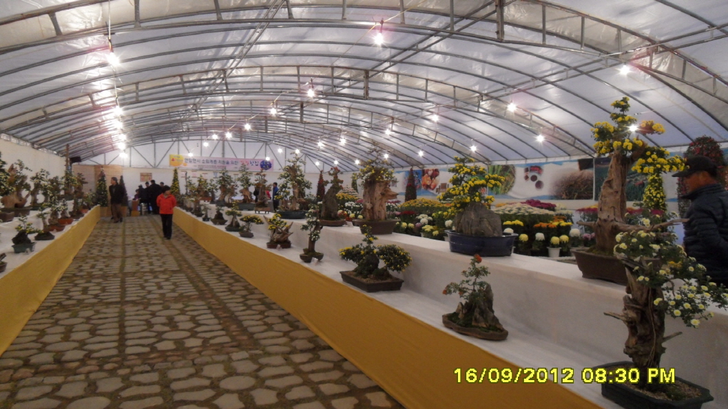 진도군 국화 축제 첨부#7