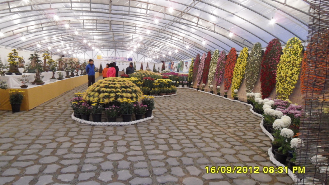 진도군 국화 축제 첨부#8