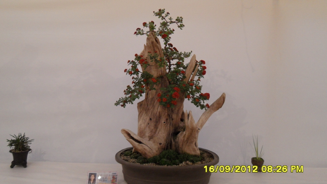 진도군 국화 축제 첨부#9