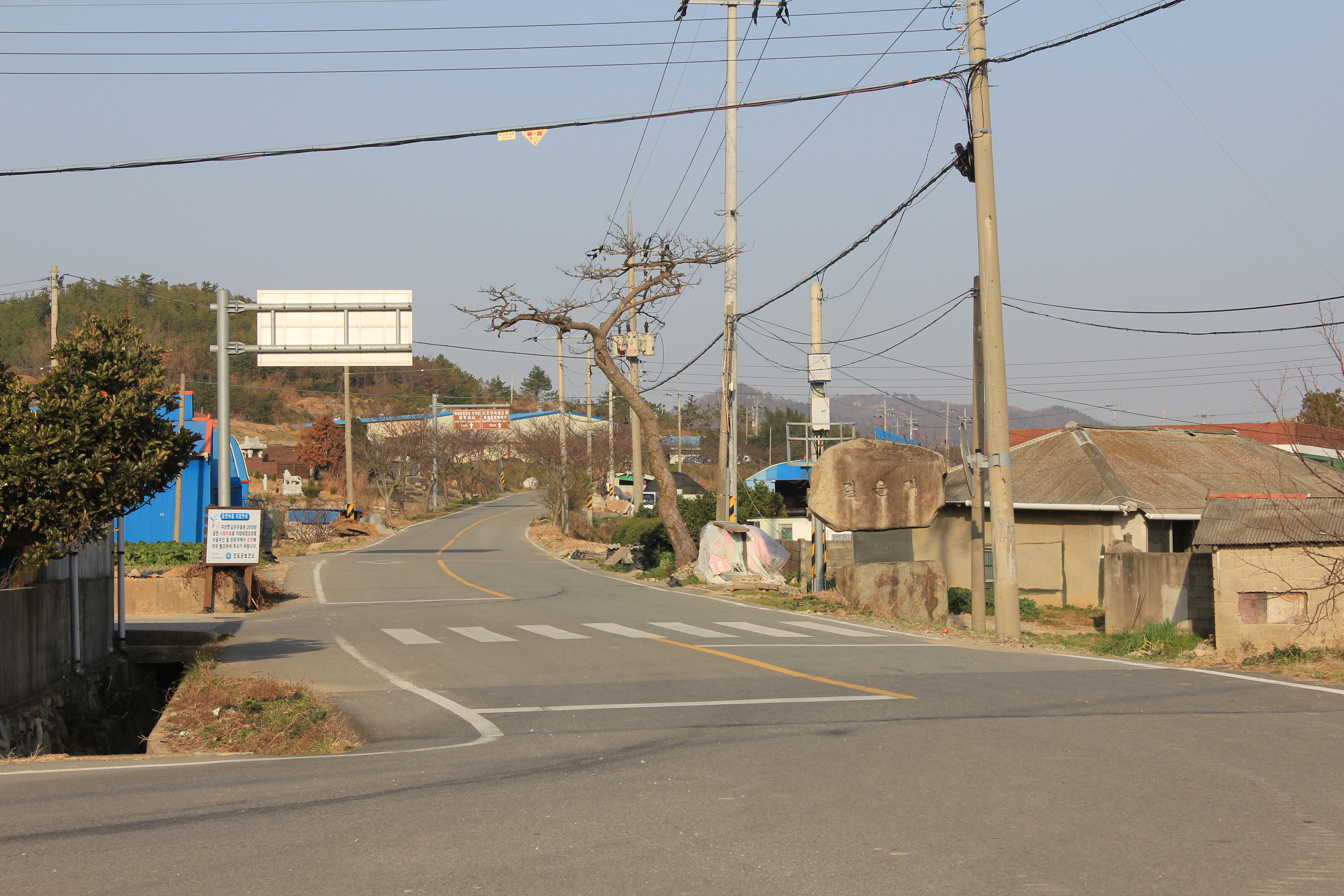 아름다운 소나무가 죽어가는데~ 이미지