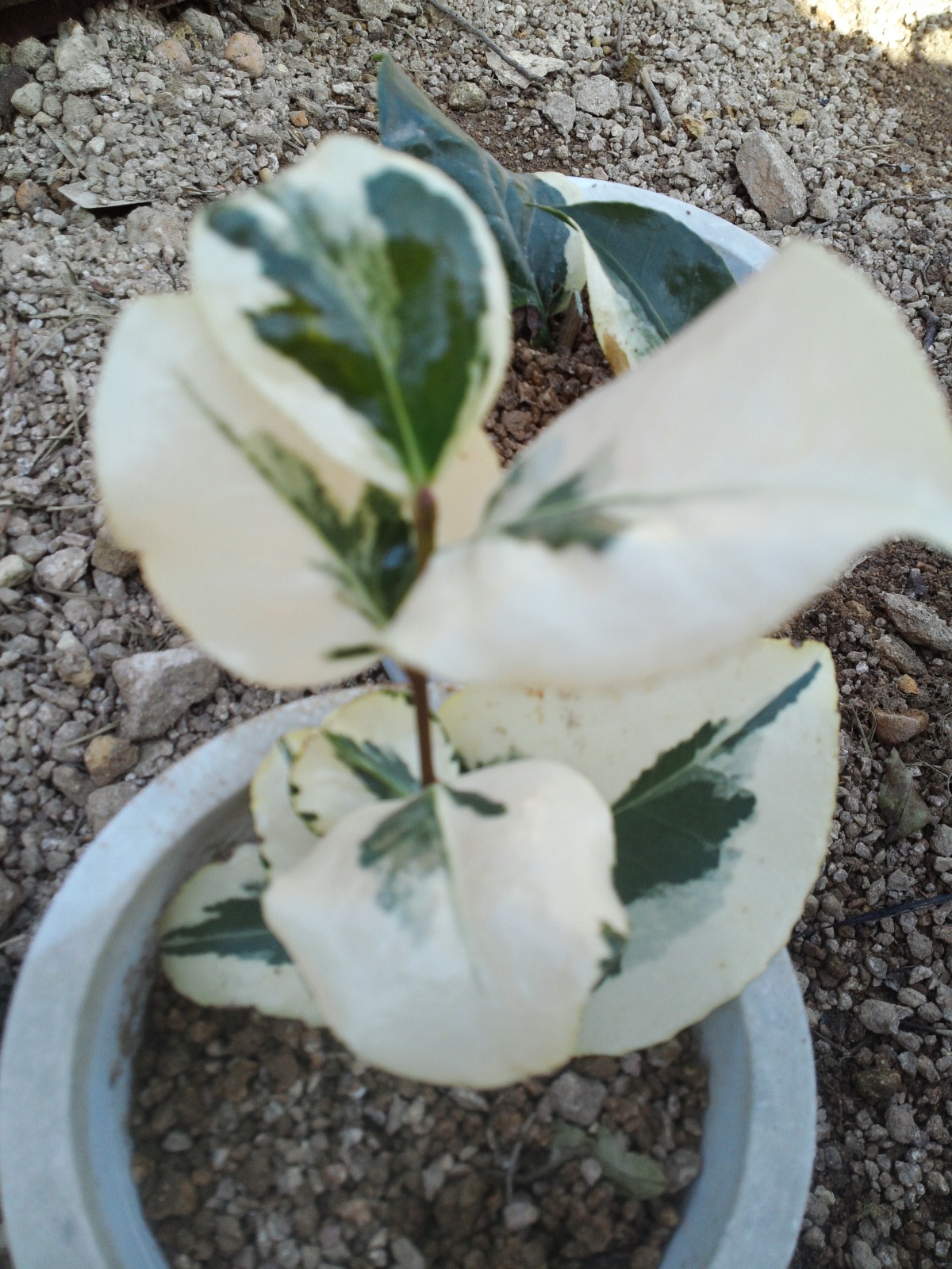 진도자생 동백무늬 이미지