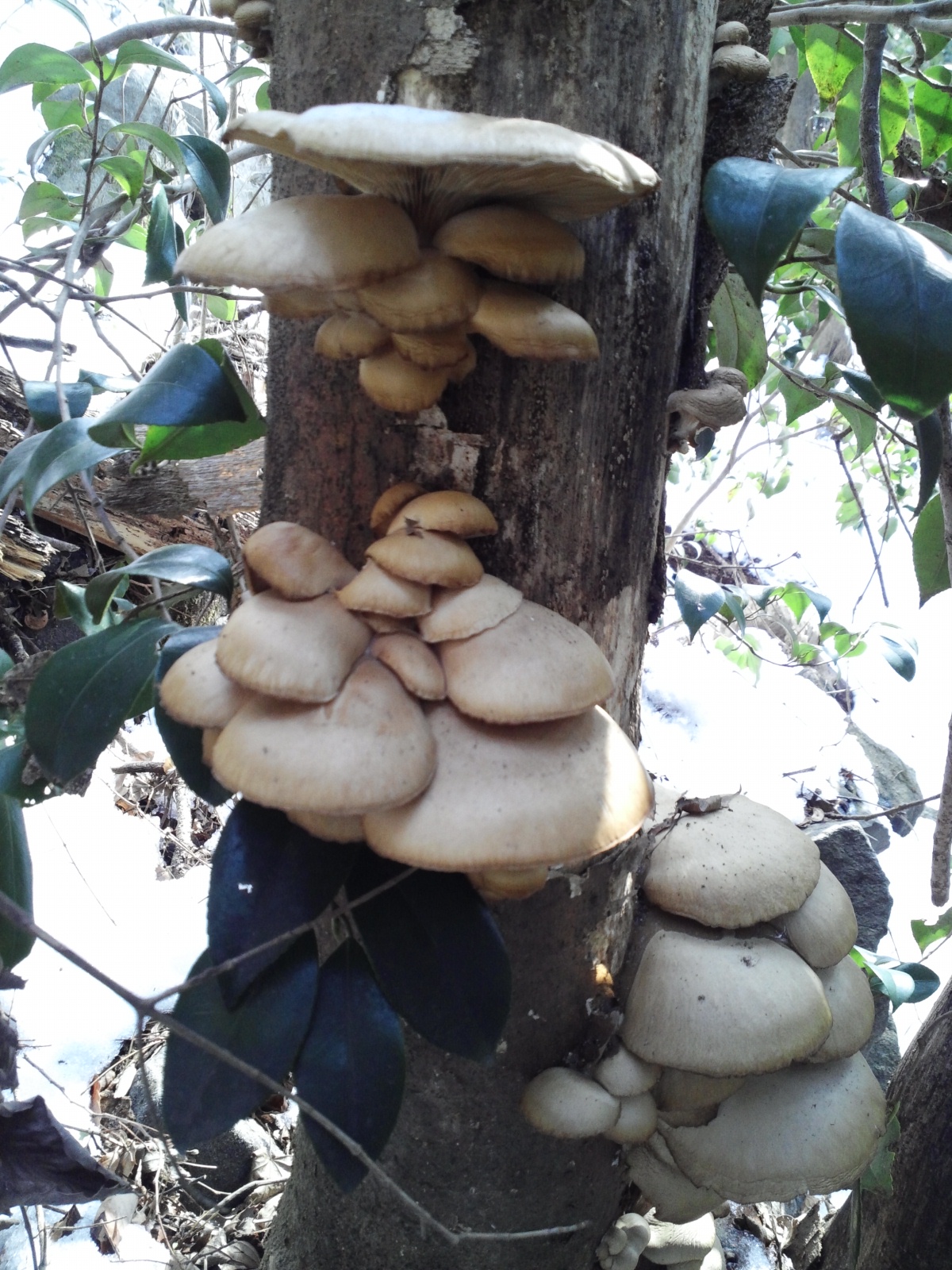 느타리버섯 이미지