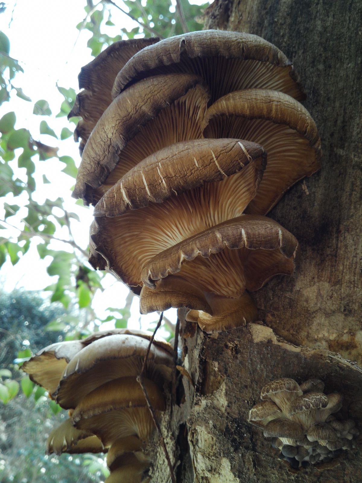 자연산 느타리버섯 이미지