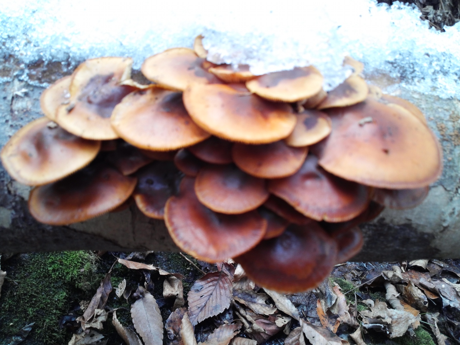 팽이버섯 이미지