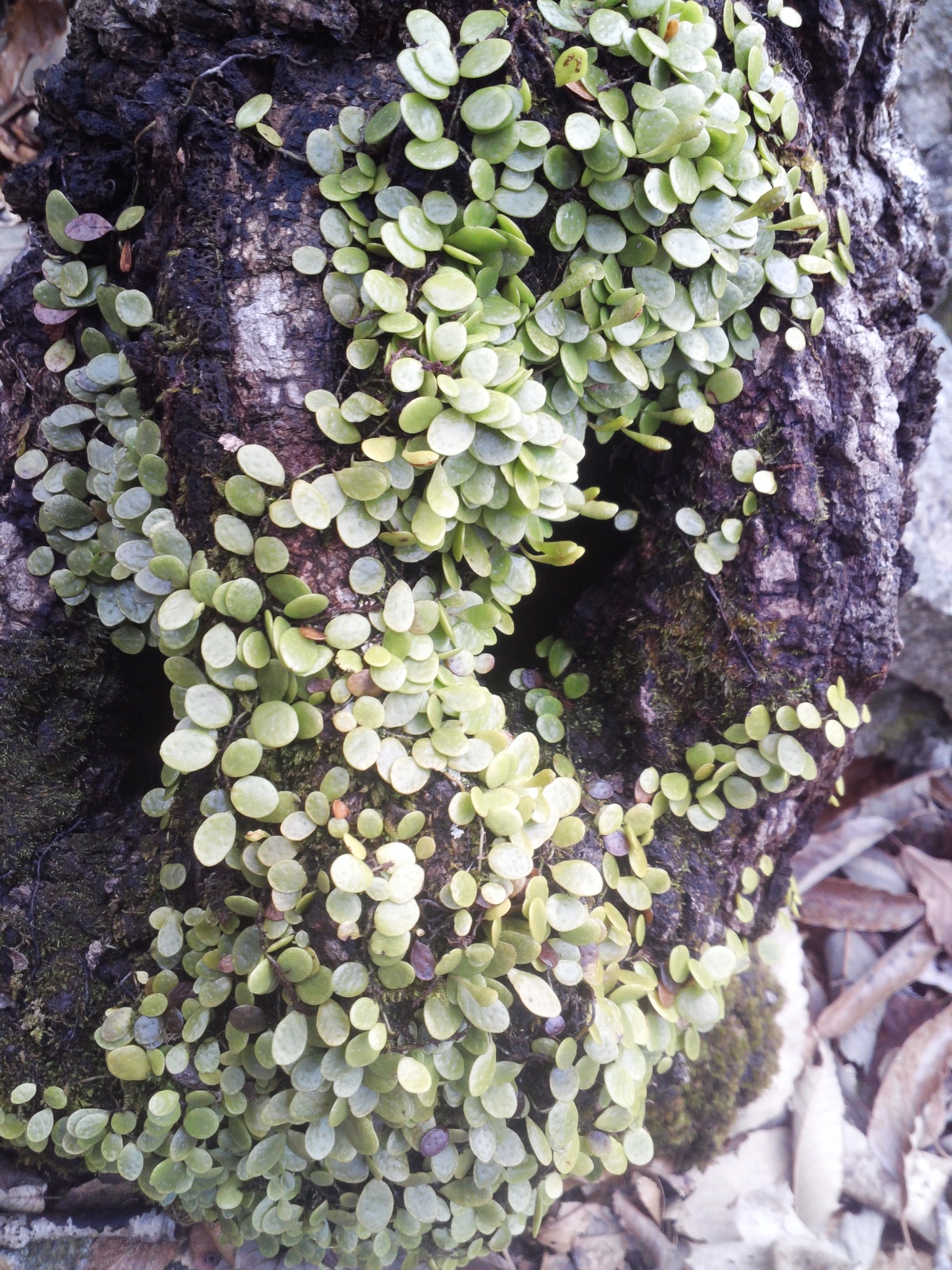 콩짜게덩쿨 이미지