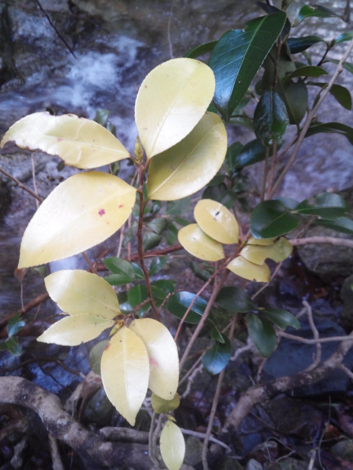 동백 서.. 이미지