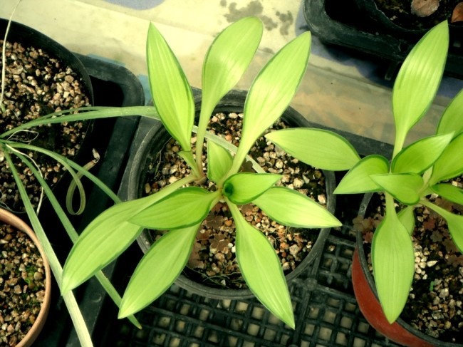 비비추 중투 이미지