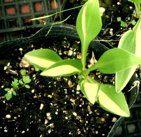 비비추 무늬종 이미지