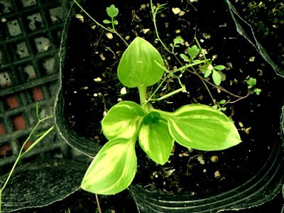 비비추 호무늬 이미지