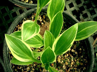 삼광호 복륜 이미지