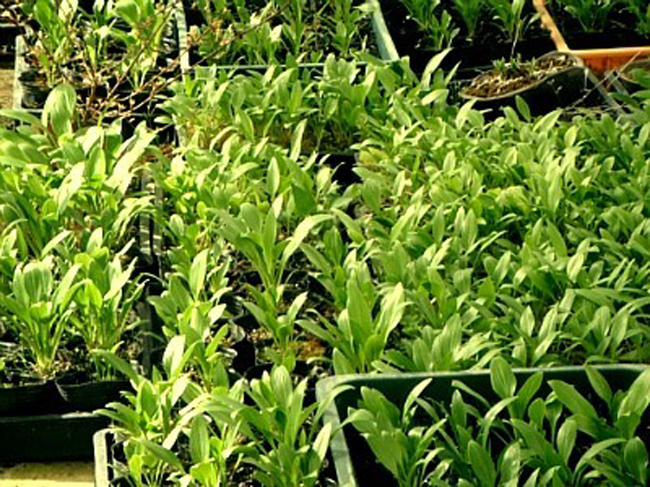 비비추 농장 이미지