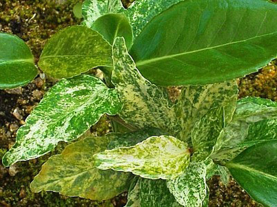 진도산 동백 이미지