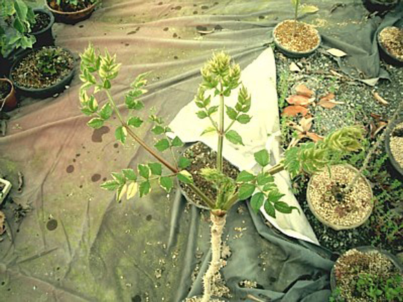 드릅나무 무늬종 이미지