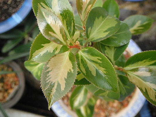 동백중투 무늬 이미지