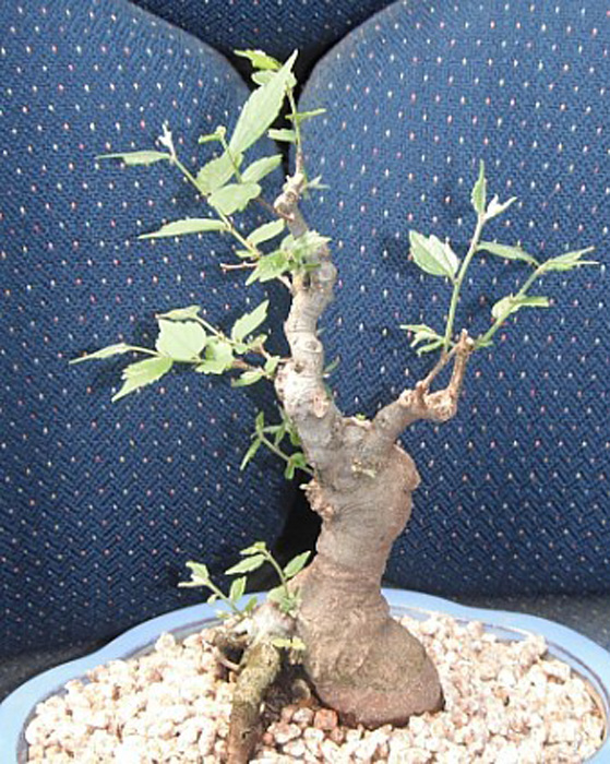 팽나무 분재 이미지