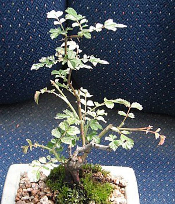 찔레 소품 분재 이미지