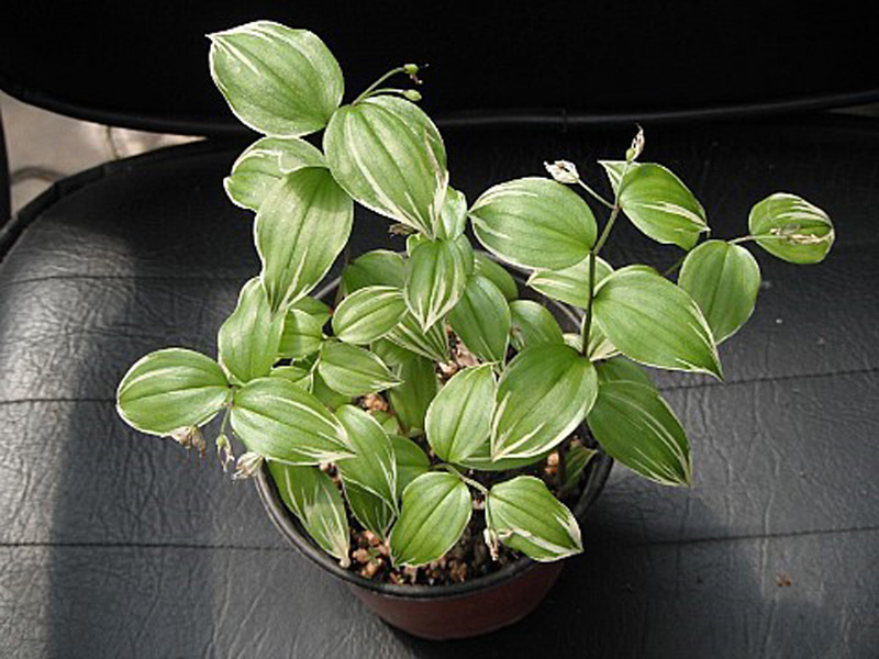 애기나리 복륜반 이미지