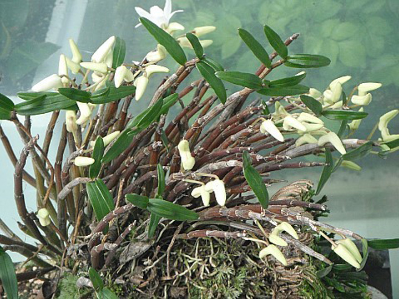 진도 석곡 1 이미지