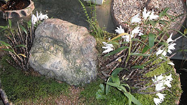 진도 석곡 2 이미지