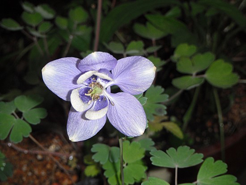 매발톱 2 이미지