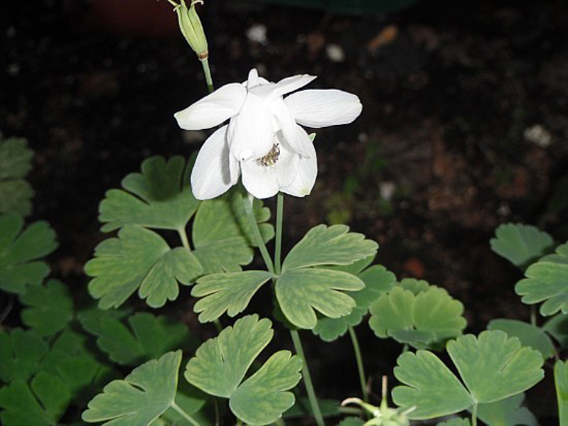 매발톱 3 이미지