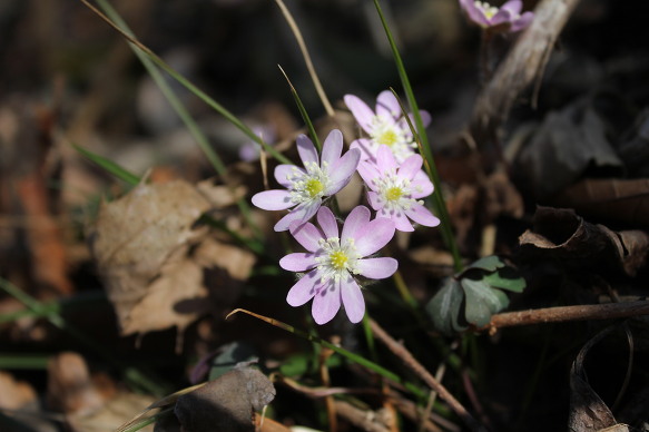 야생화 군락지 이미지