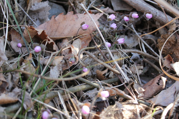 야생화 군락지 첨부#2