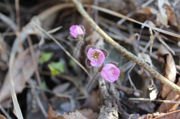 야생화 군락지 첨부#3