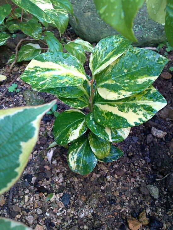 유원동백 이미지