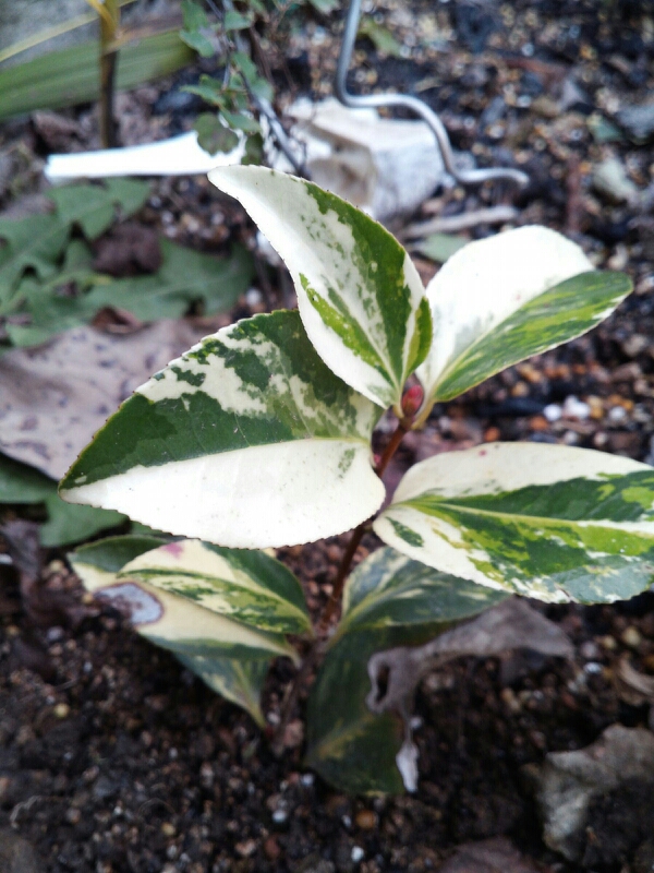 완도동백 이미지