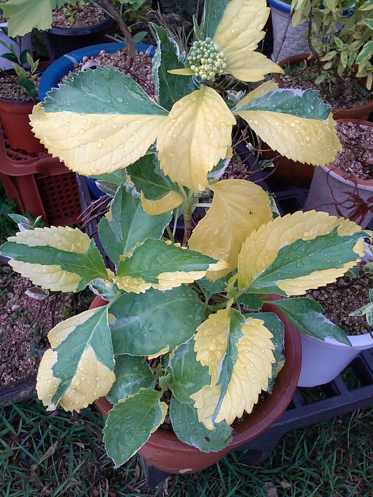 삼색수국 이미지